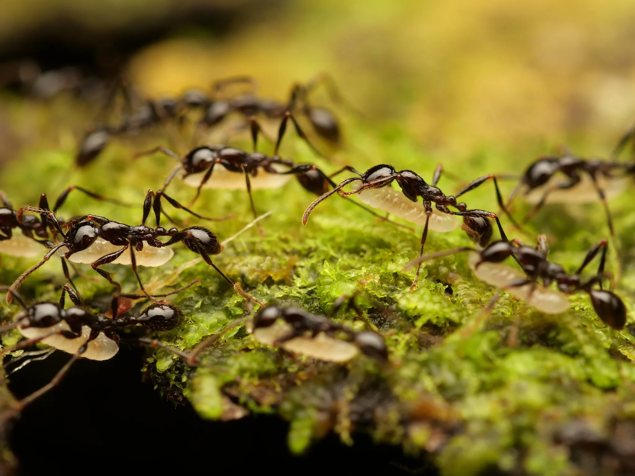 Aenictus currax, an army ant of the currax complex