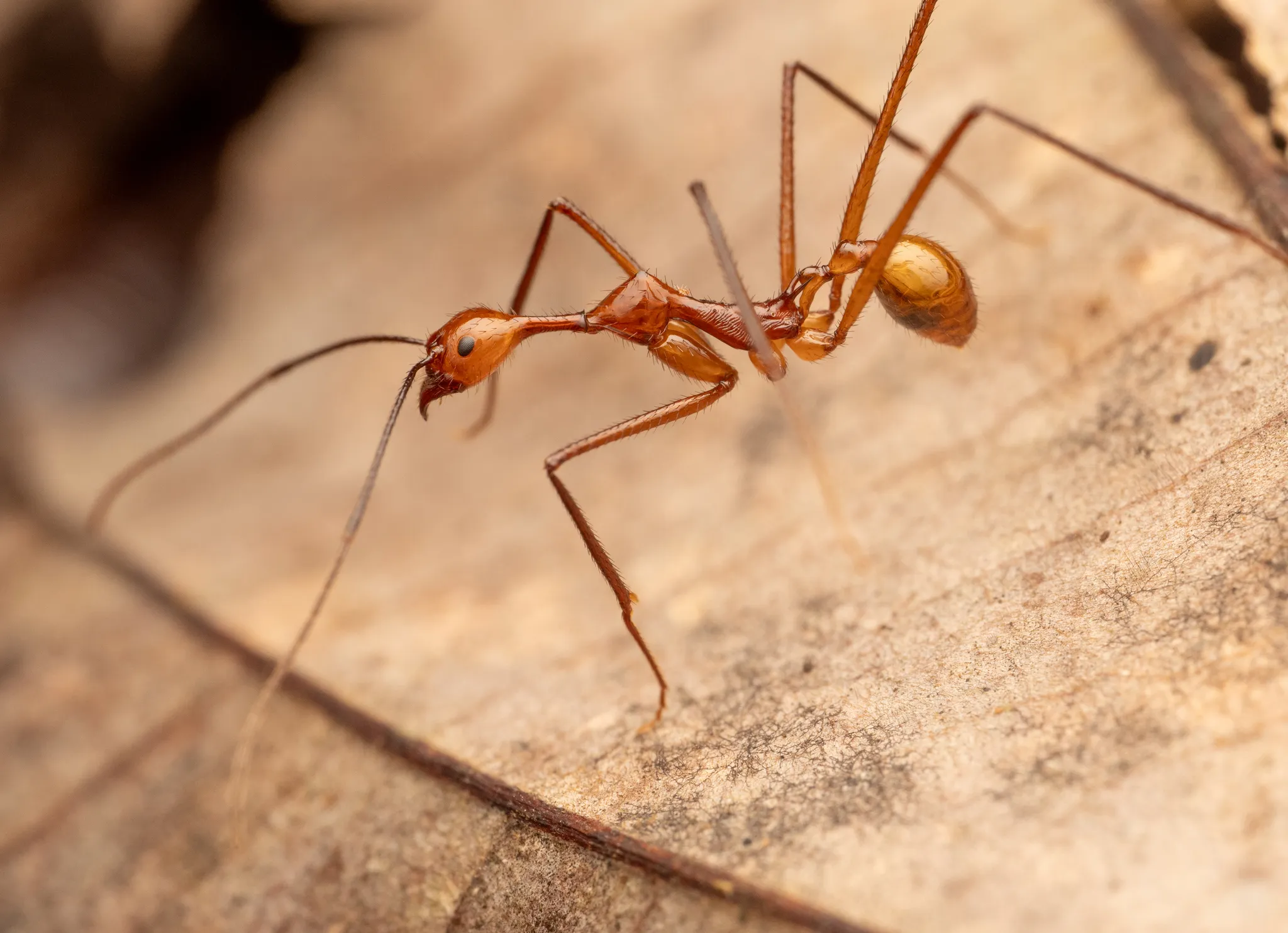 Aphaenogaster dromedaria worker
