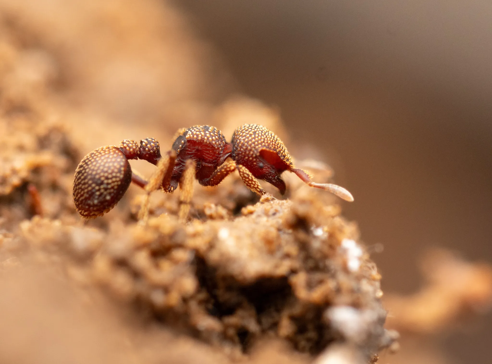 Calyptomyrmex loweryi worker