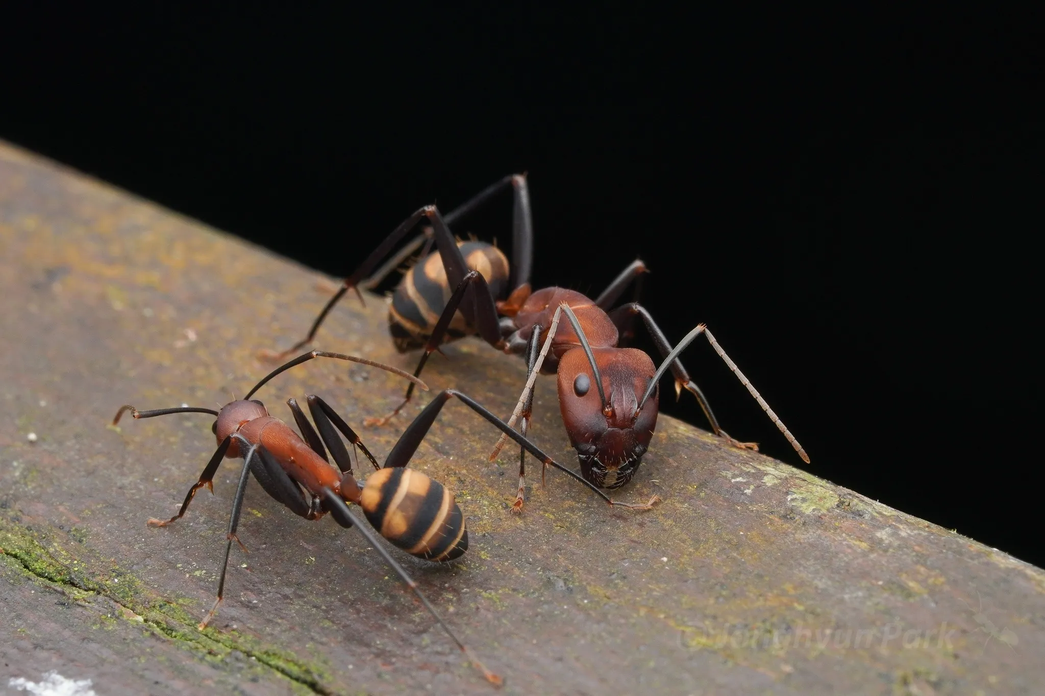 Camponotus habereri worker