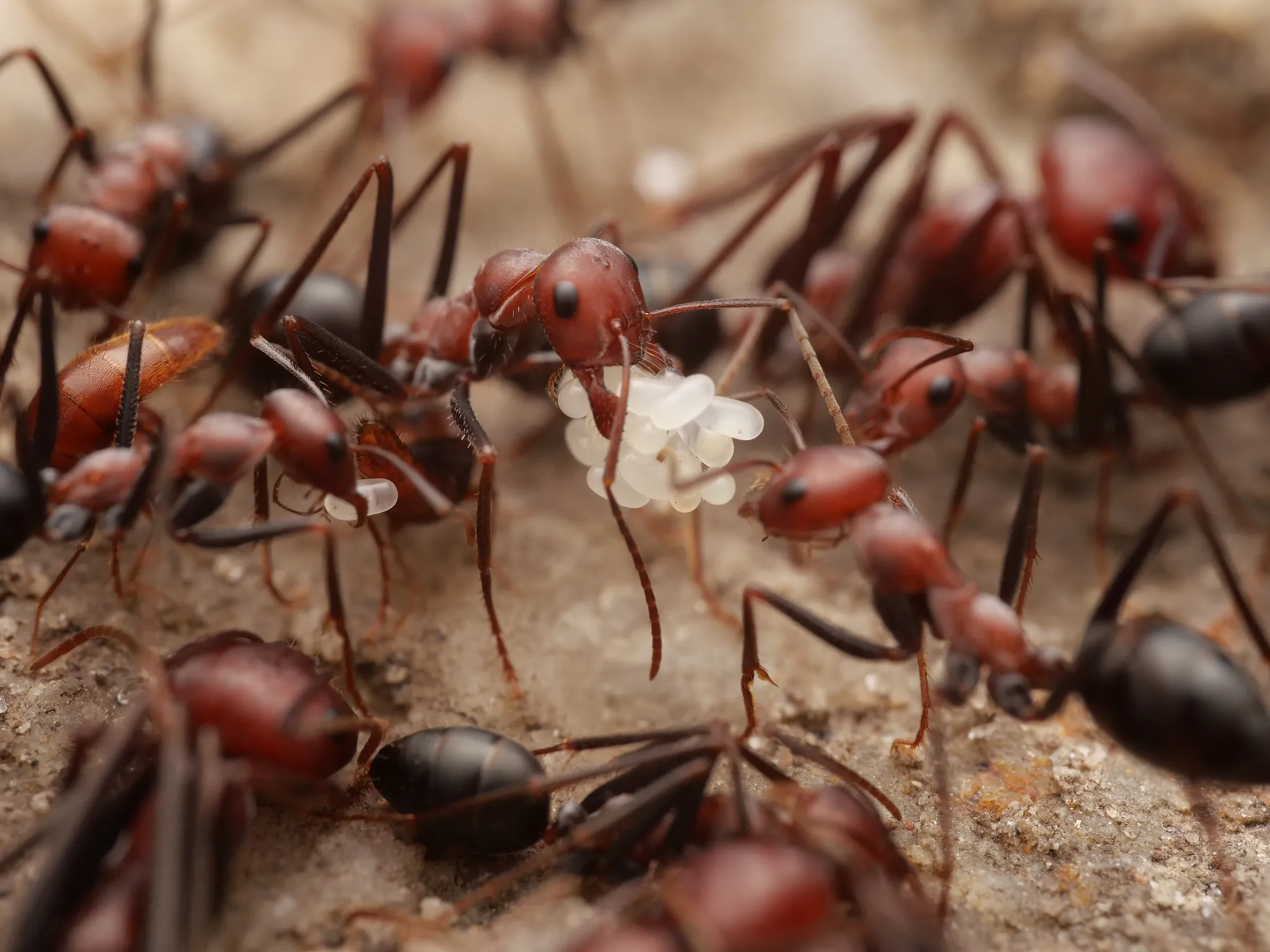 Cataglyphis nodus workers carrying brood
