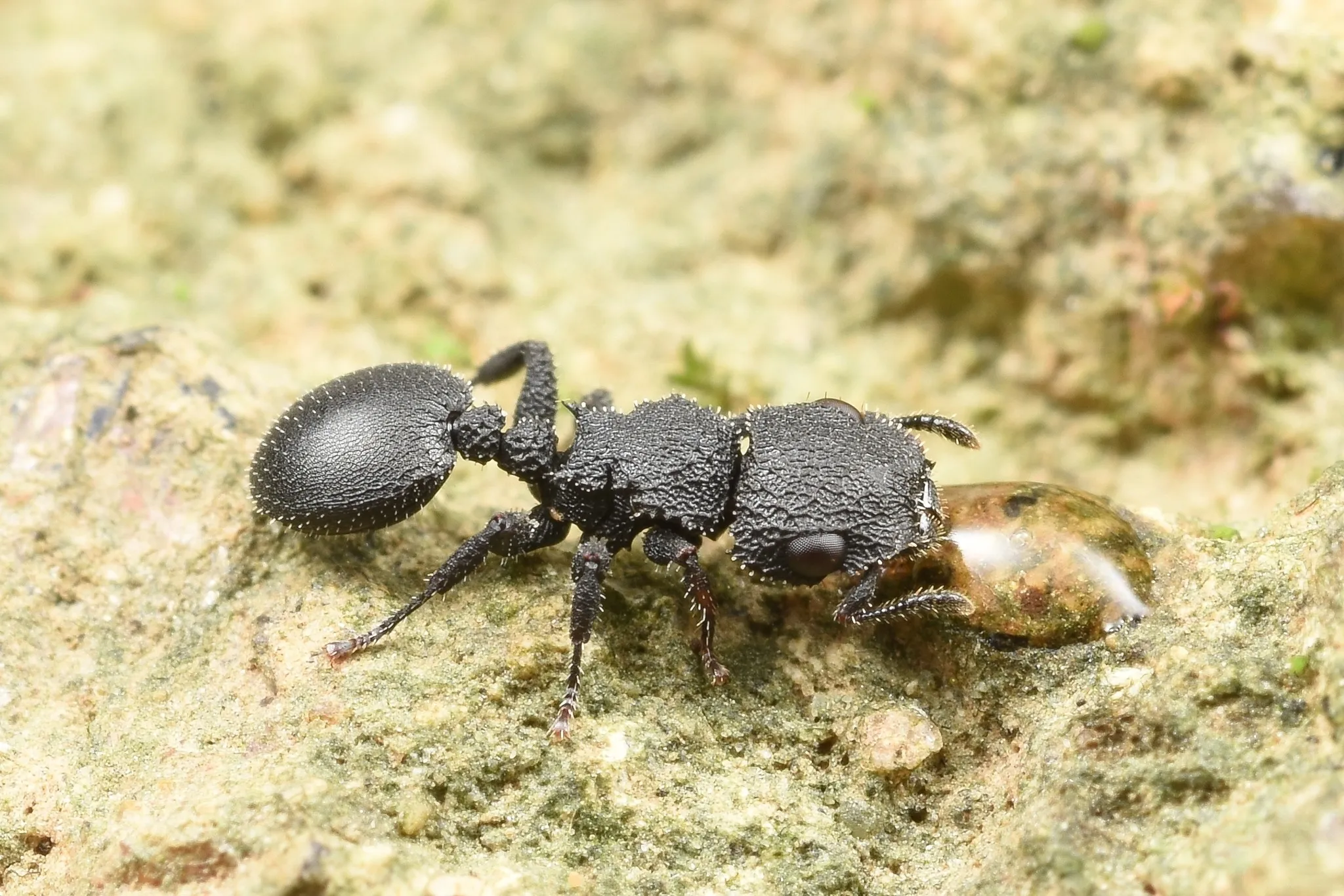 Cataulacus granulatus, an armoured arboreal ant