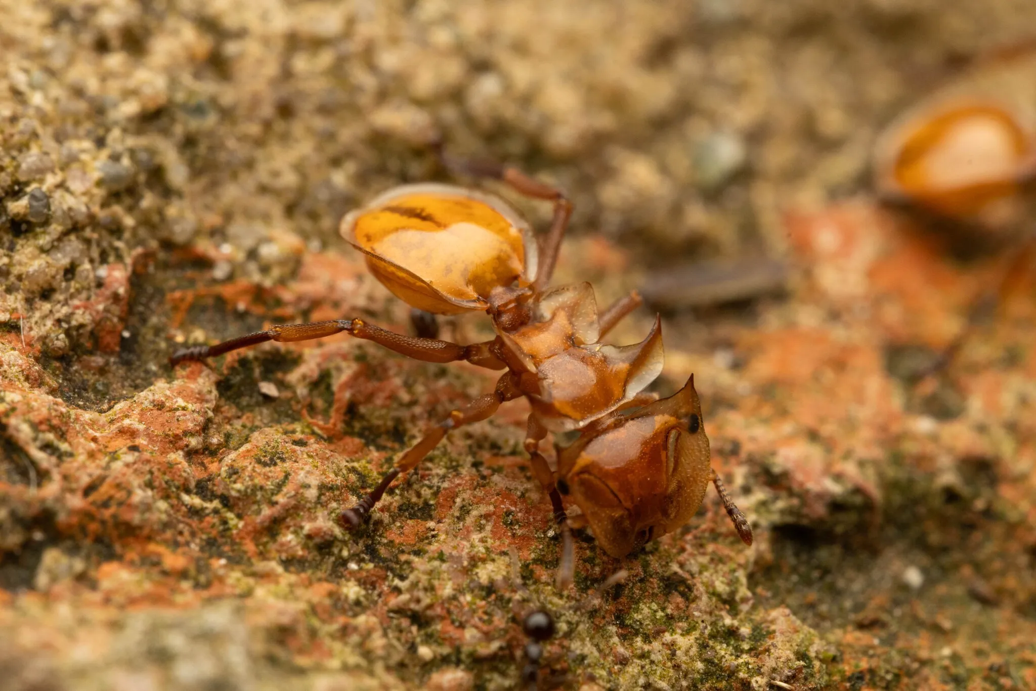 Cephalotes clypeatus, a turtle ant, on bark