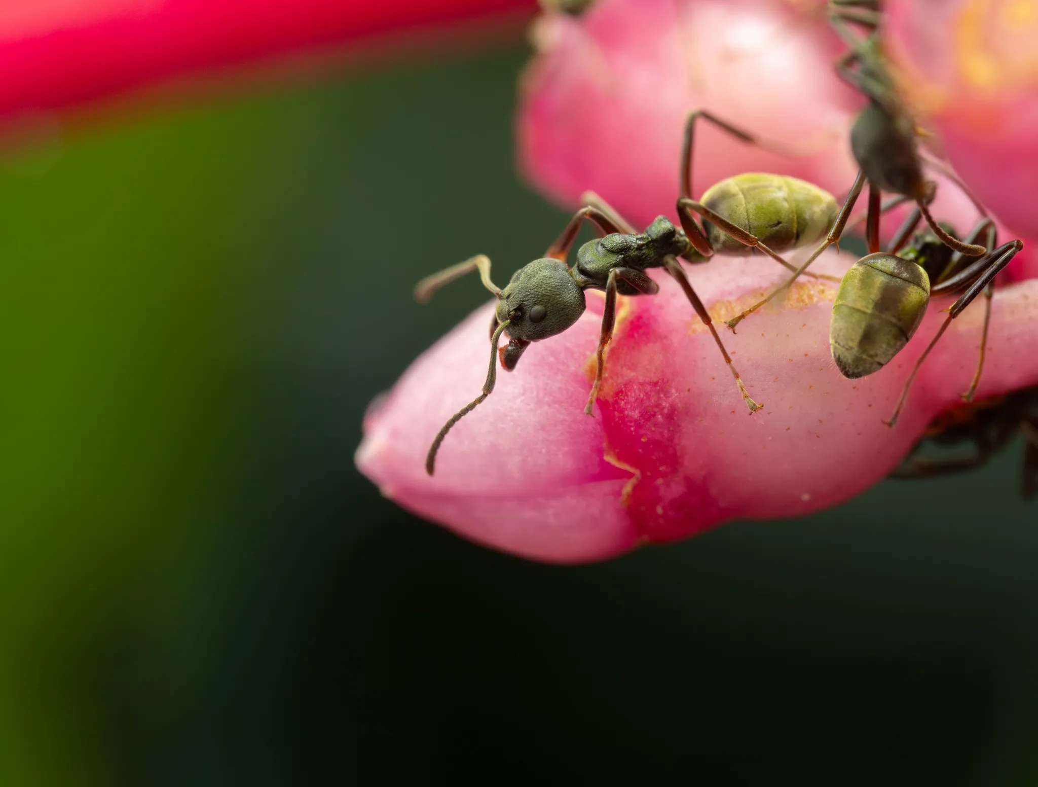 Dolichoderus kinabaluensis on a leaf