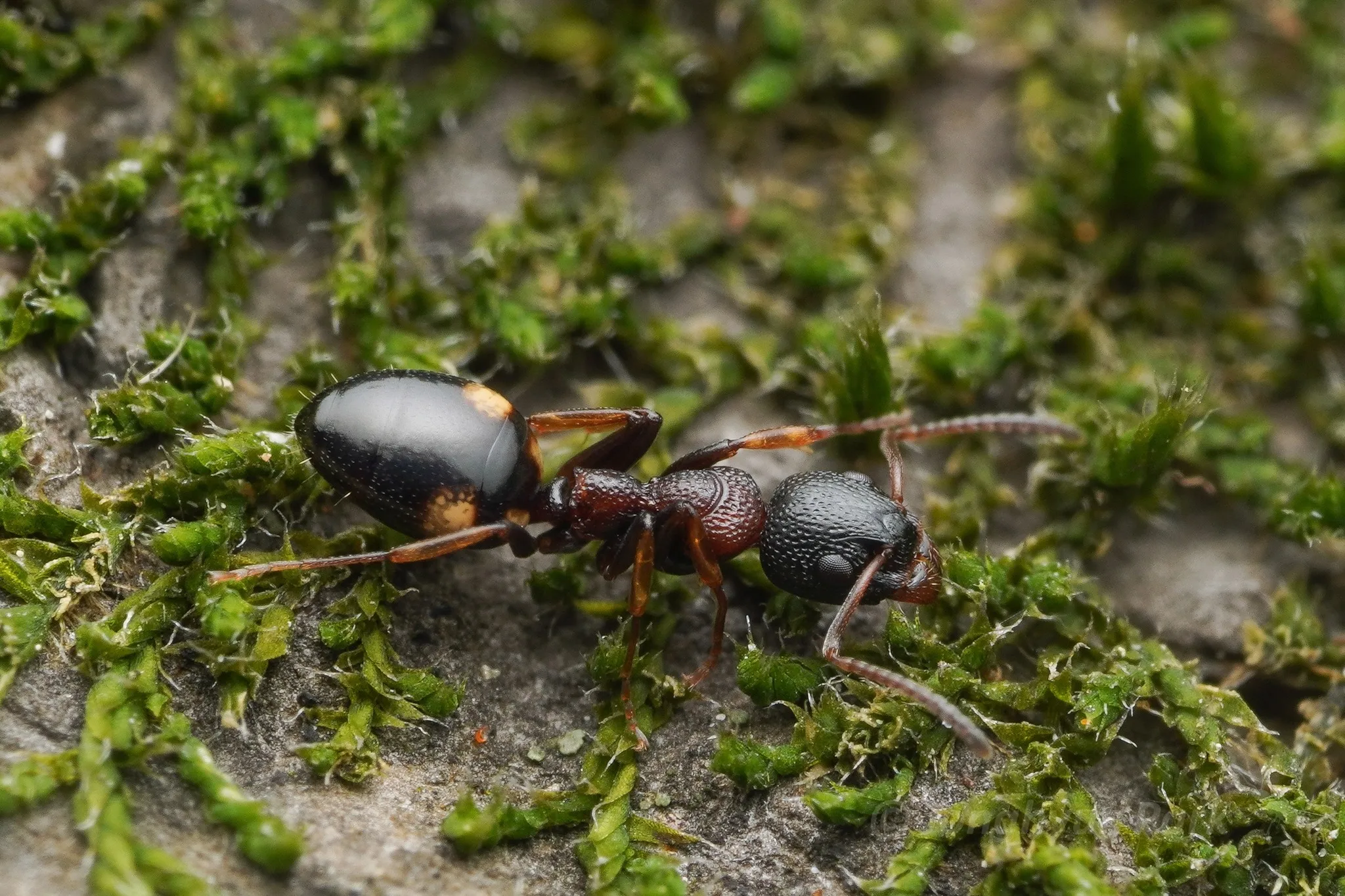 Dolichoderus sibiricus worker