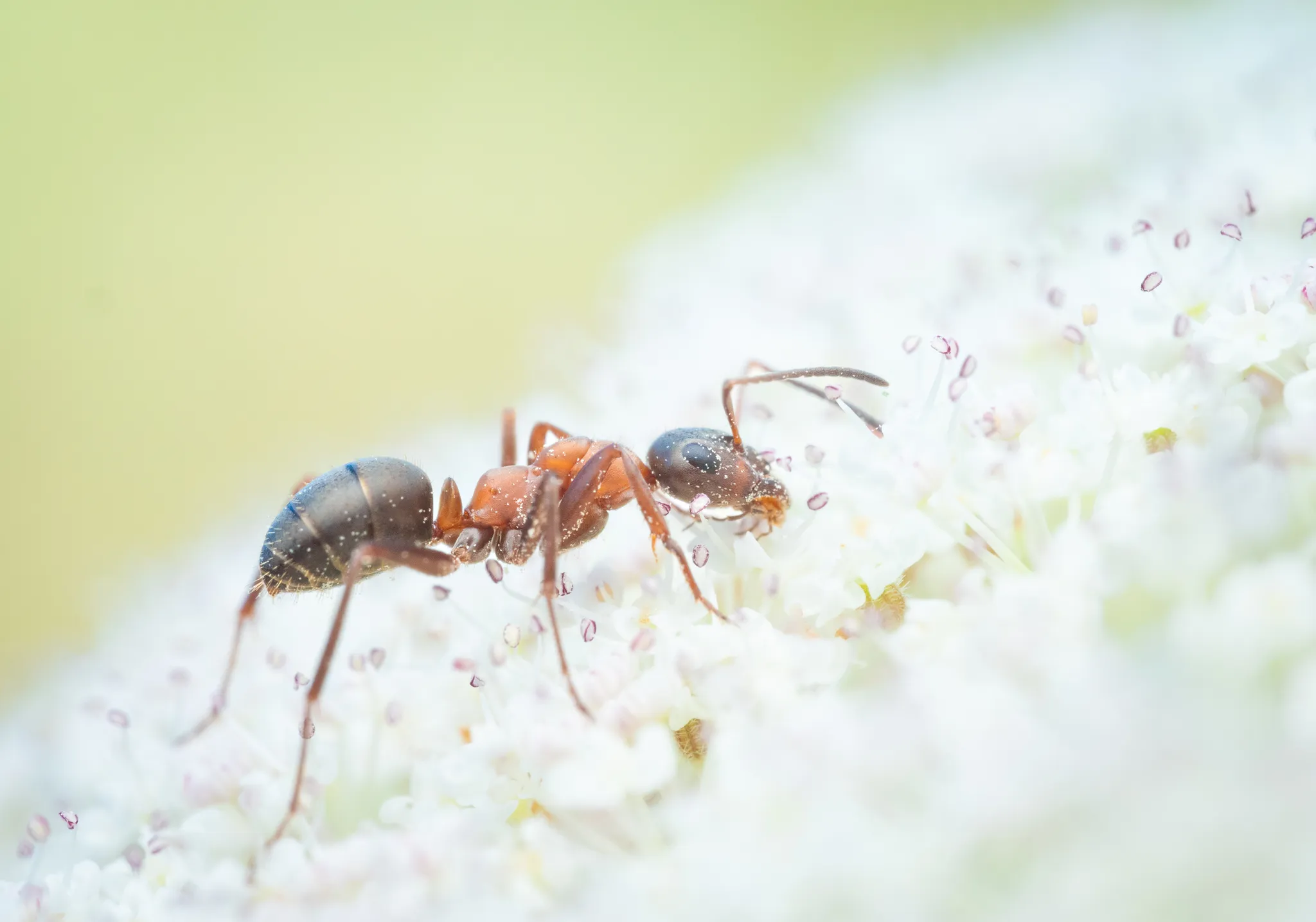 Formica rufibarbis worker
