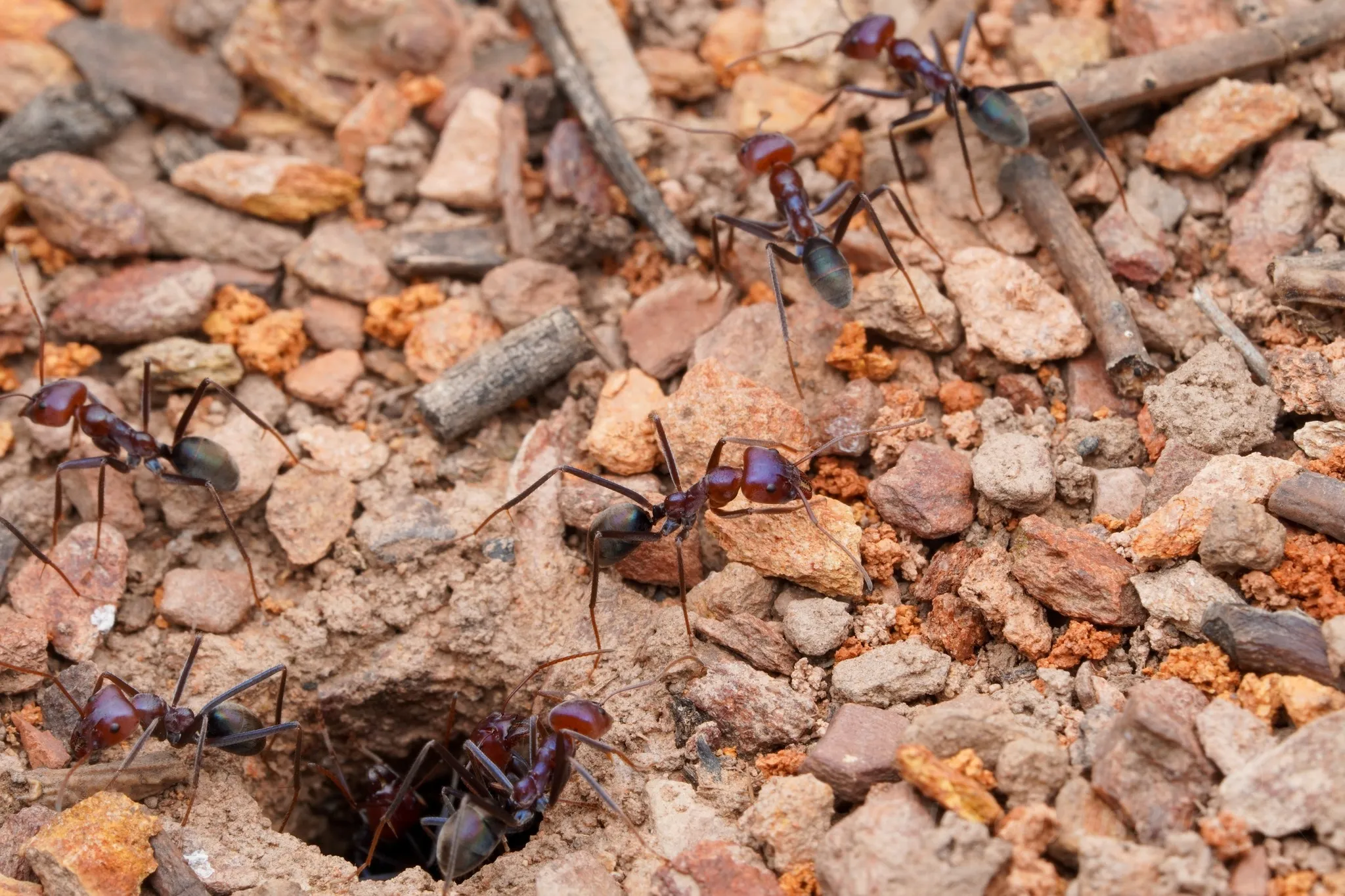 Iridomyrmex purpureus, the southern meat ant