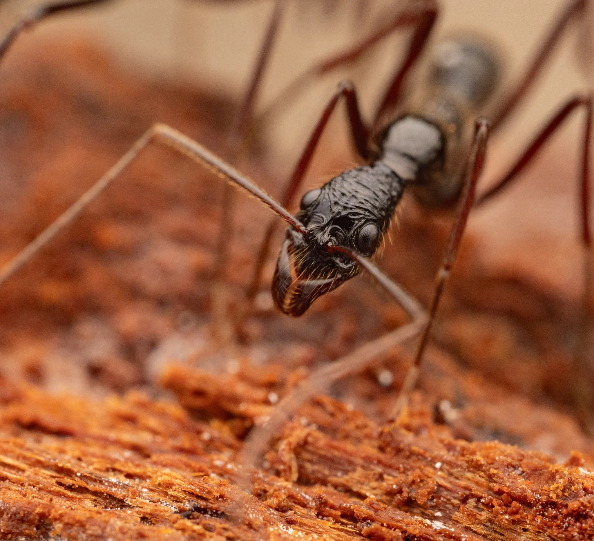 A Leptogenys ant photographed head-on