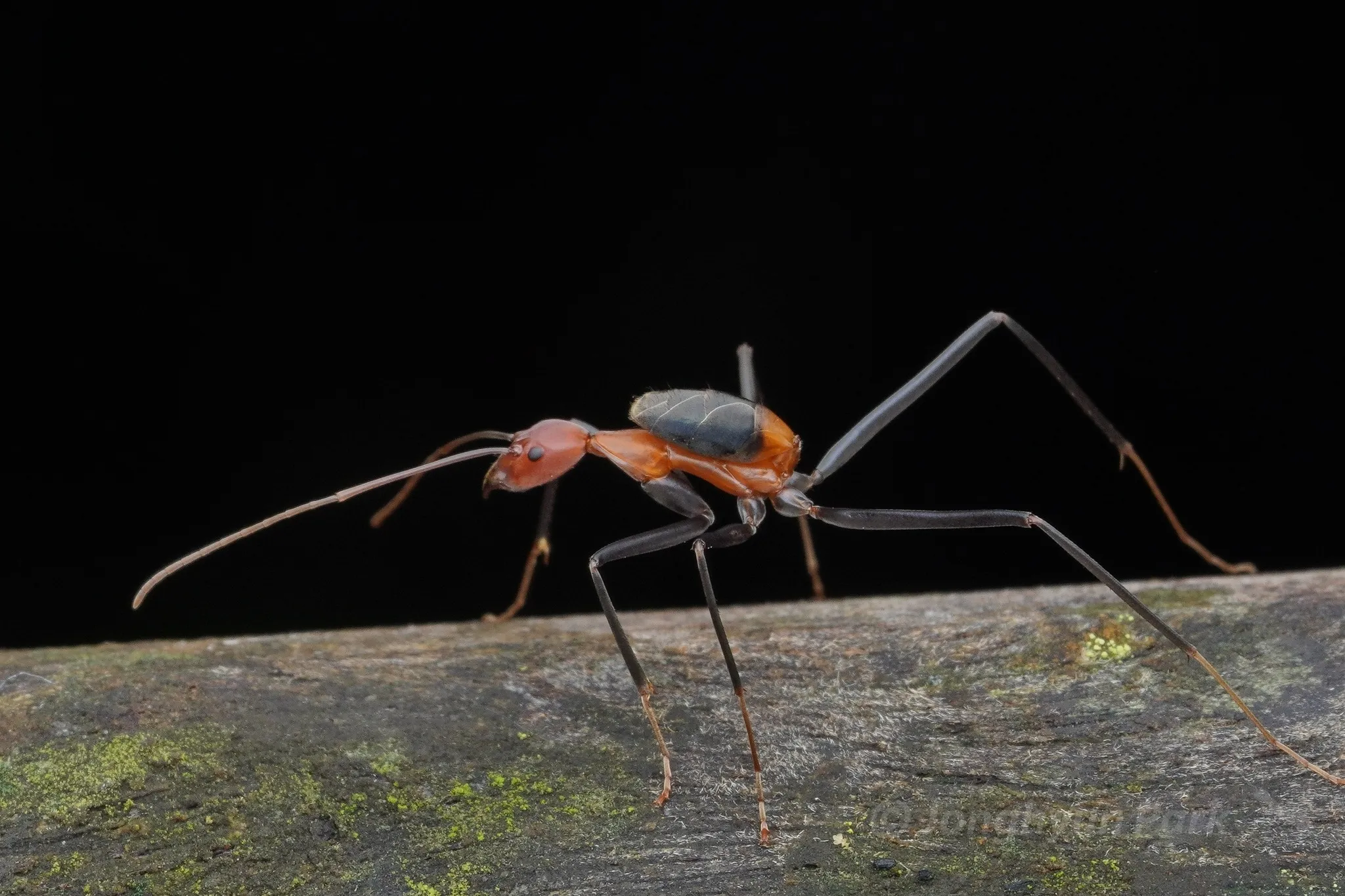 Leptomyrmex rufithorax, a spider ant