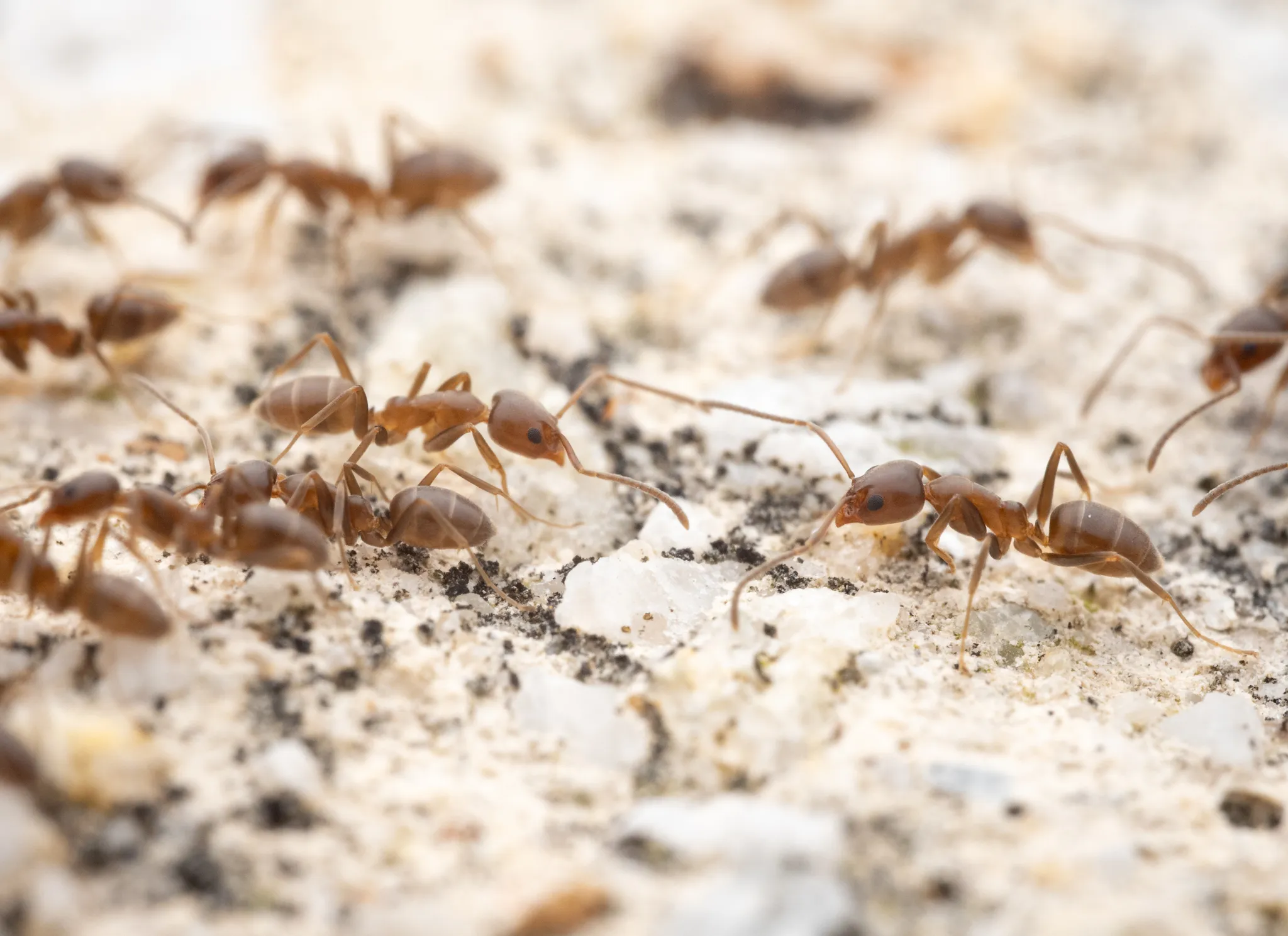 Linepithema humile, the Argentine ant
