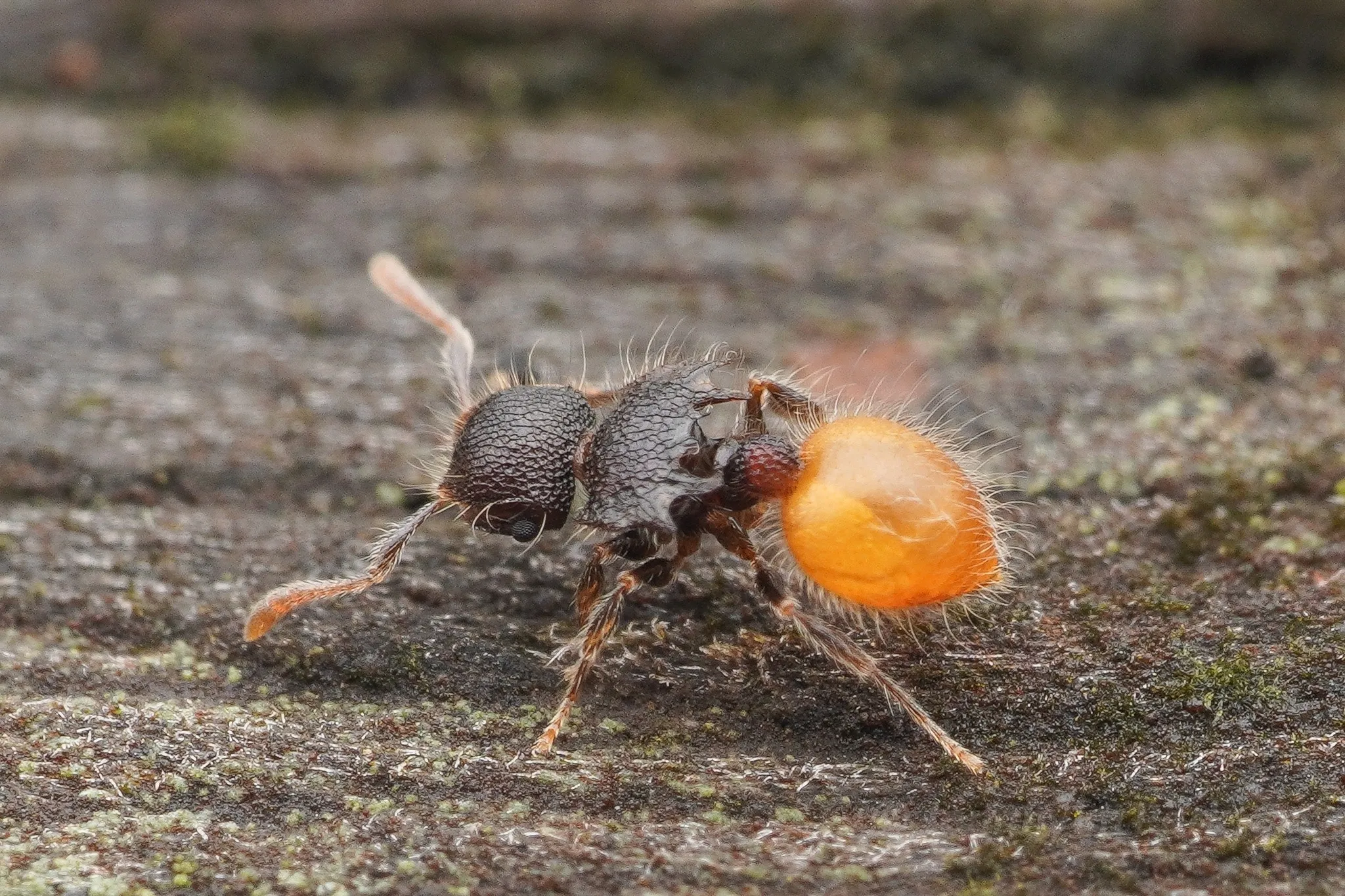 Meranoplus hirsutus, a shield ant