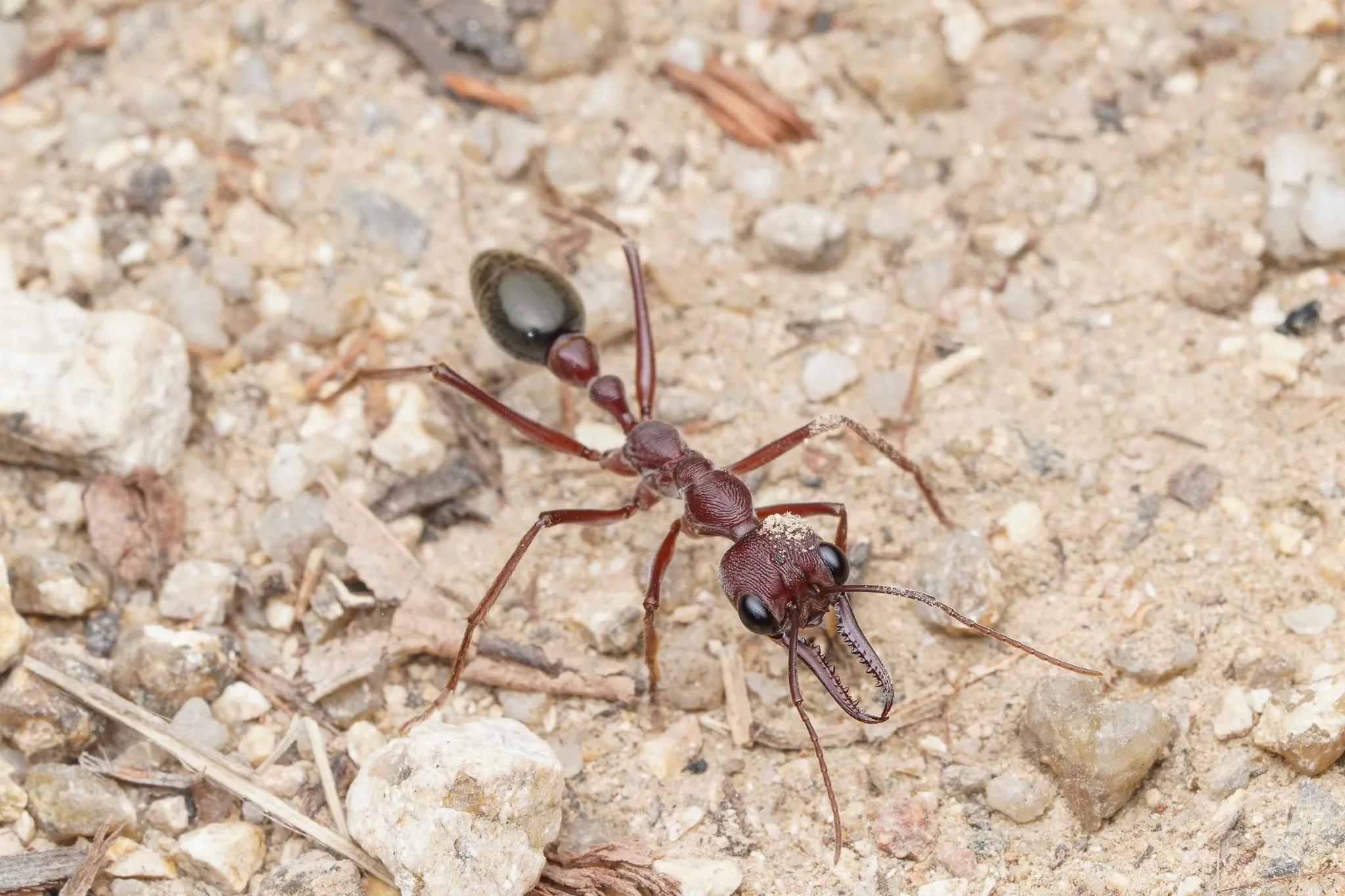 Myrmecia brevinoda, the giant bulldog ant
