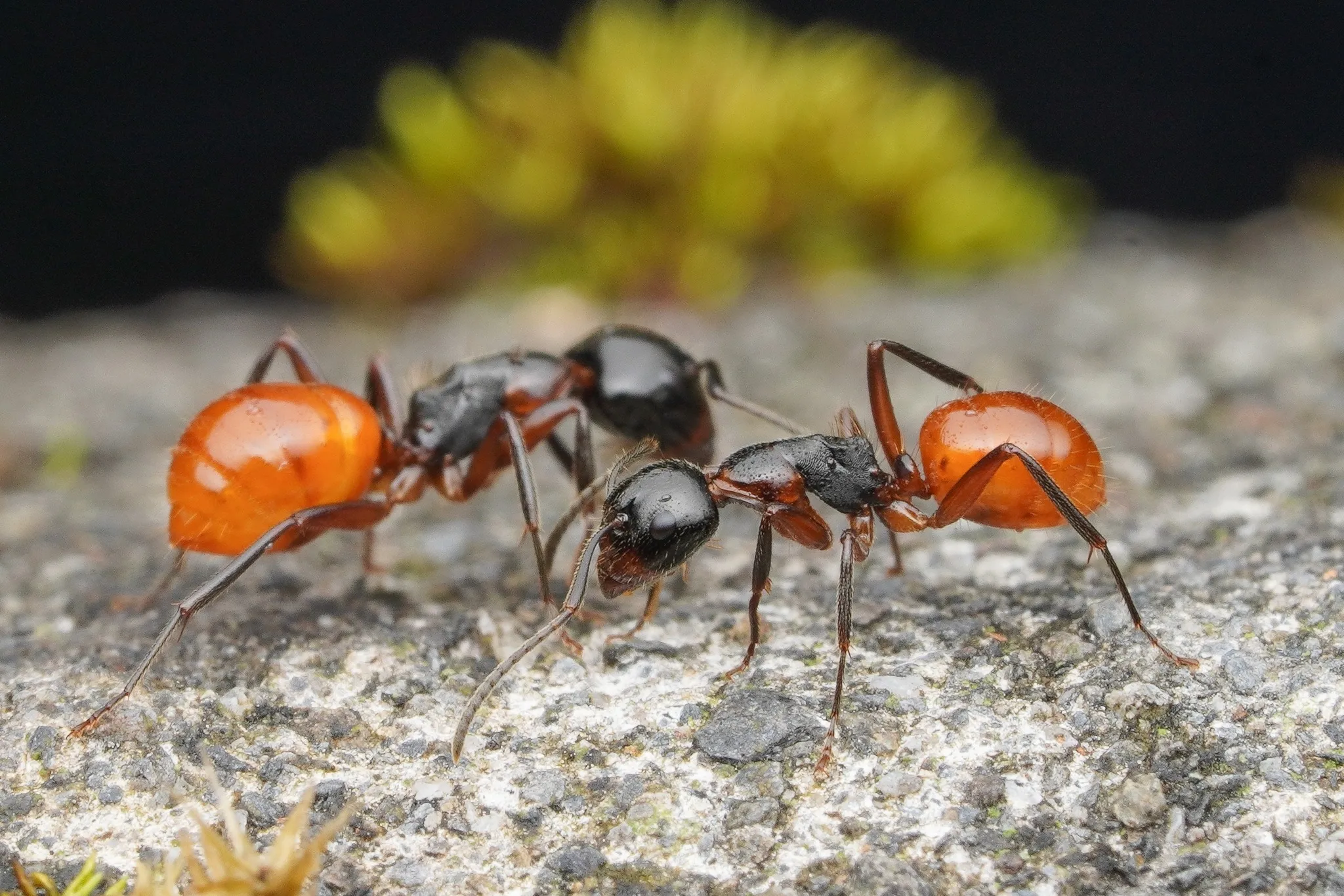 A Camponotus of the subgenus Myrmentoma