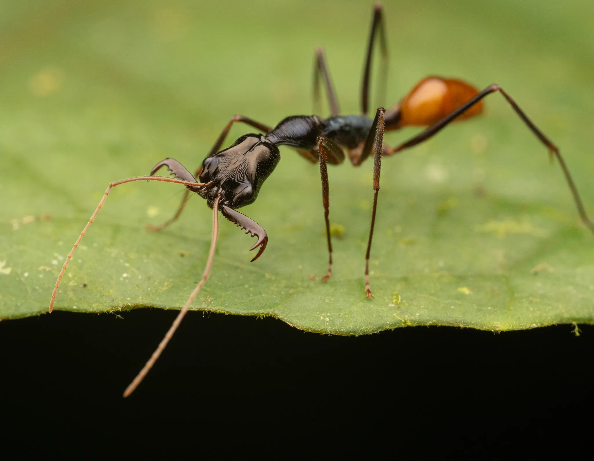 Odontomachus tyrannicus, a trap-jaw ant, on a leaf