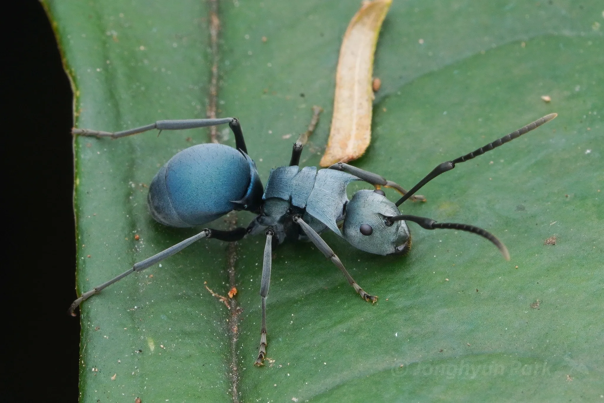 Polyrhachis cyaniventris, a metallic blue ant, on a leaf