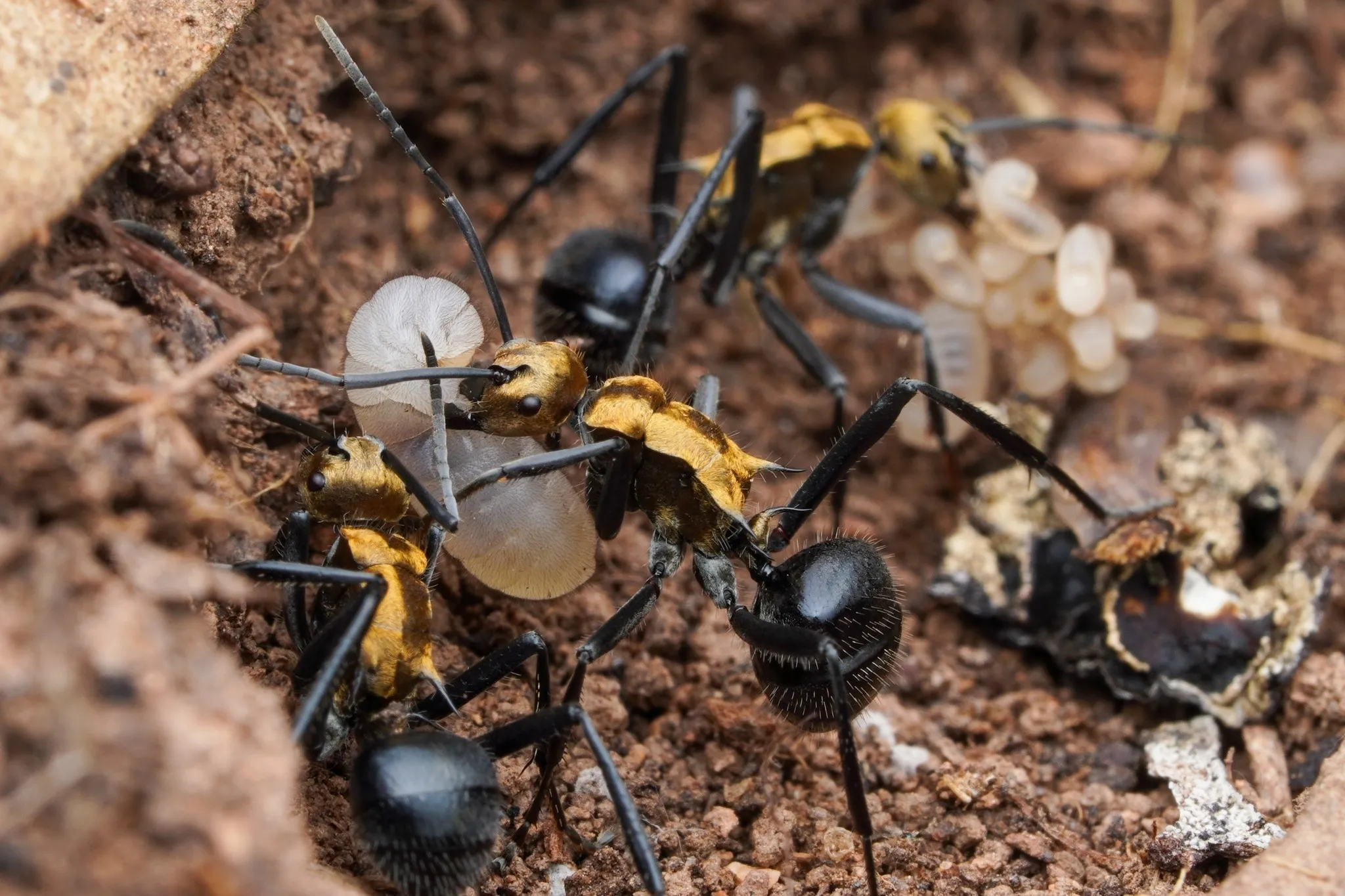 Polyrhachis semiaurata, a spiny ant