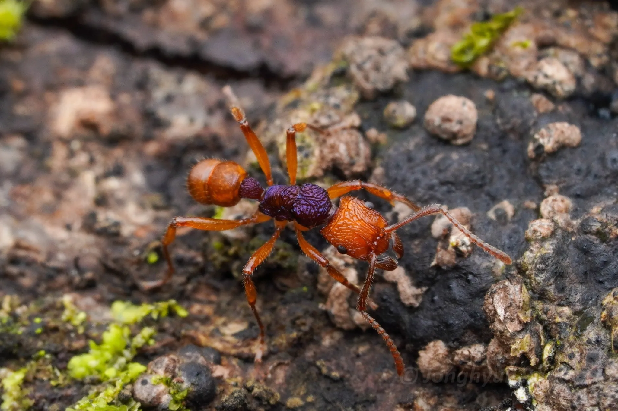 Rhytidoponera croesus worker