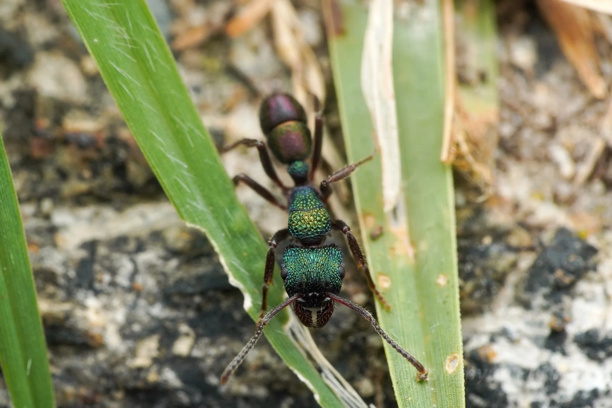 Rhytidoponera metallica, the green-head ant