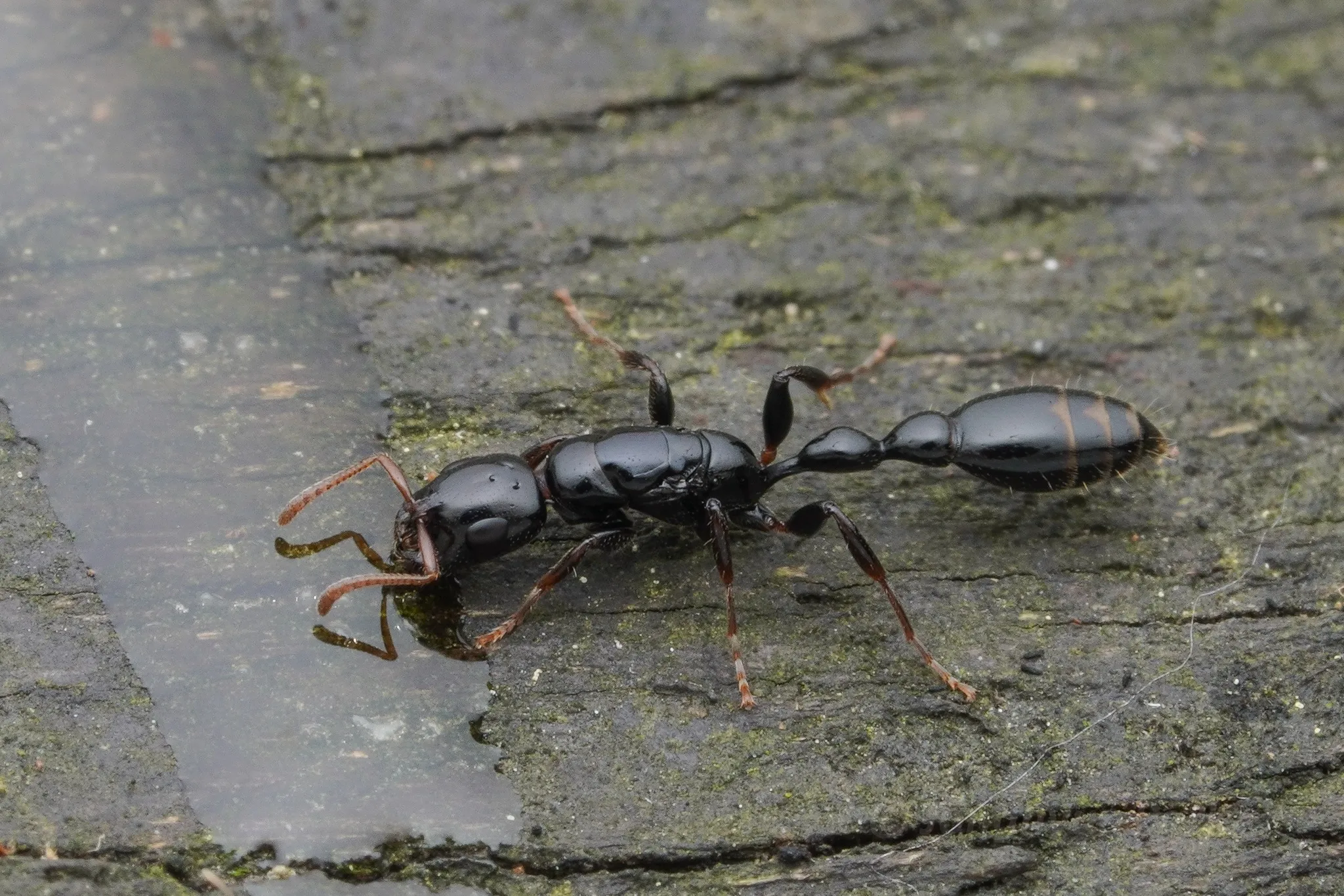 Tetraponera allaborans on a twig
