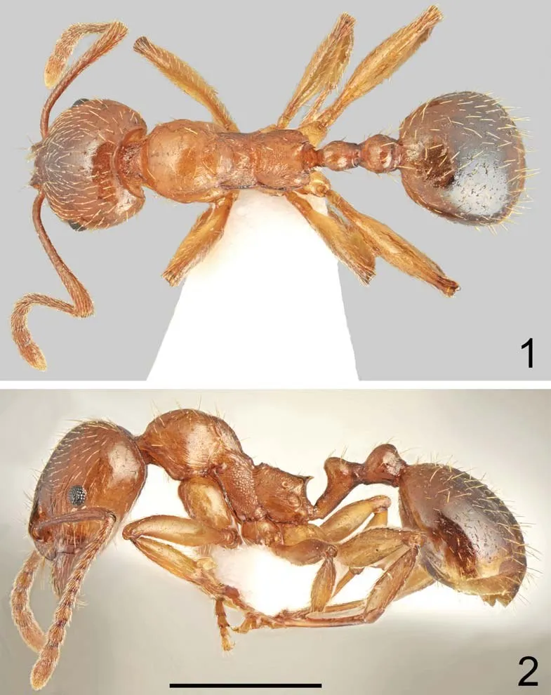 Aphaenogaster asterioni: worker, dorsal and lateral