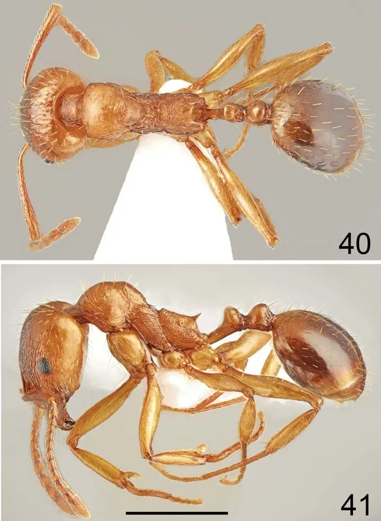 Aphaenogaster tristis: worker of the typical Peloponnese morph, dorsal and lateral