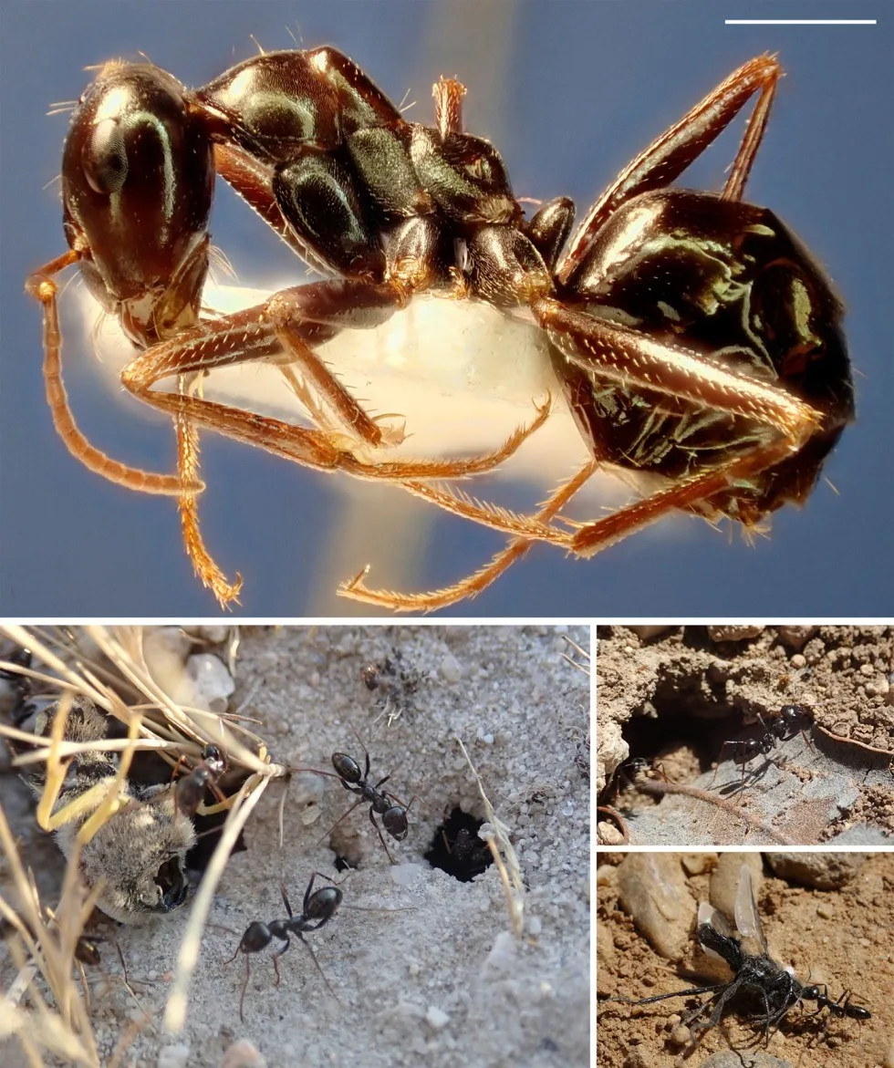 Cataglyphis mater: paratype worker in lateral view, and living workers
