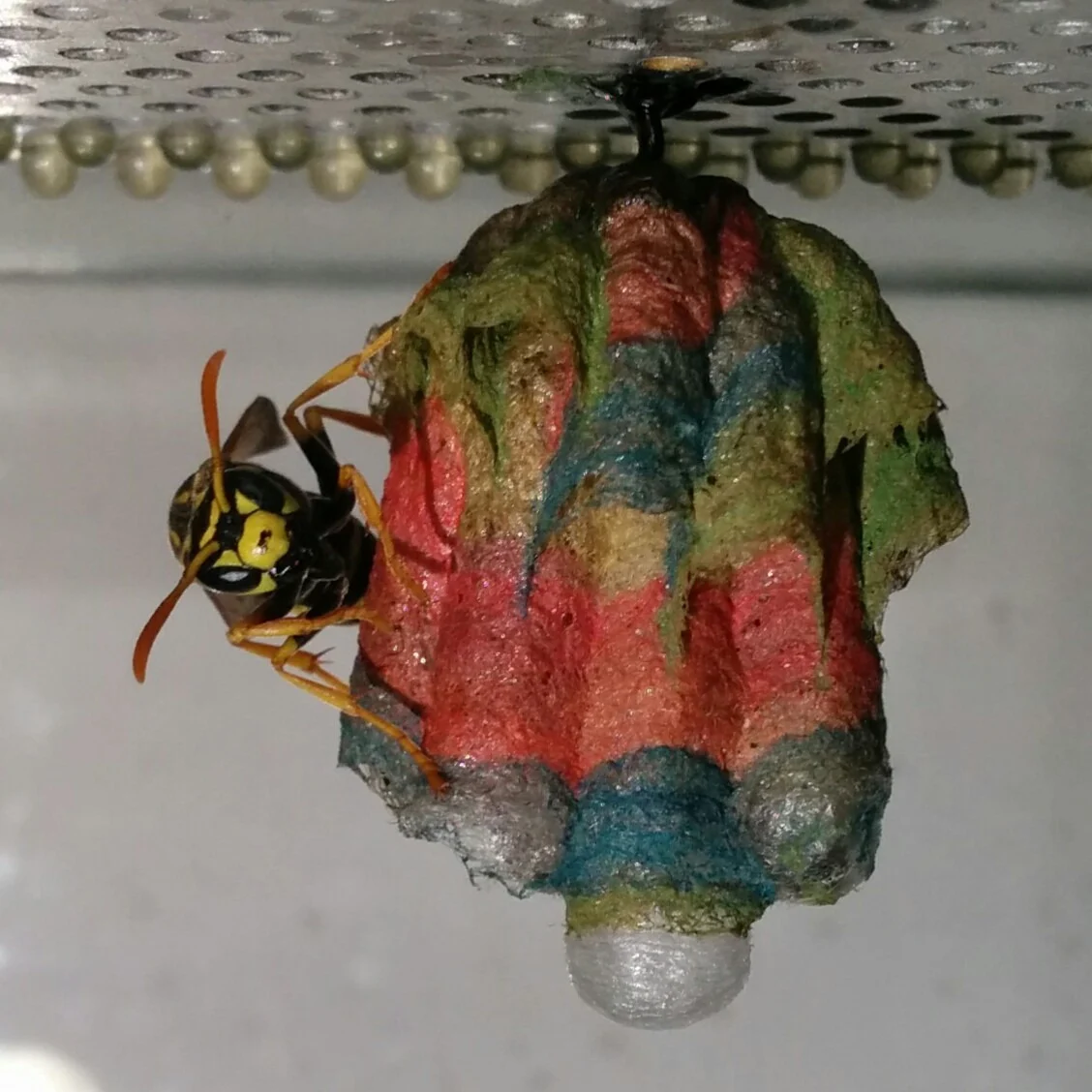 The nest, 15 June 2014