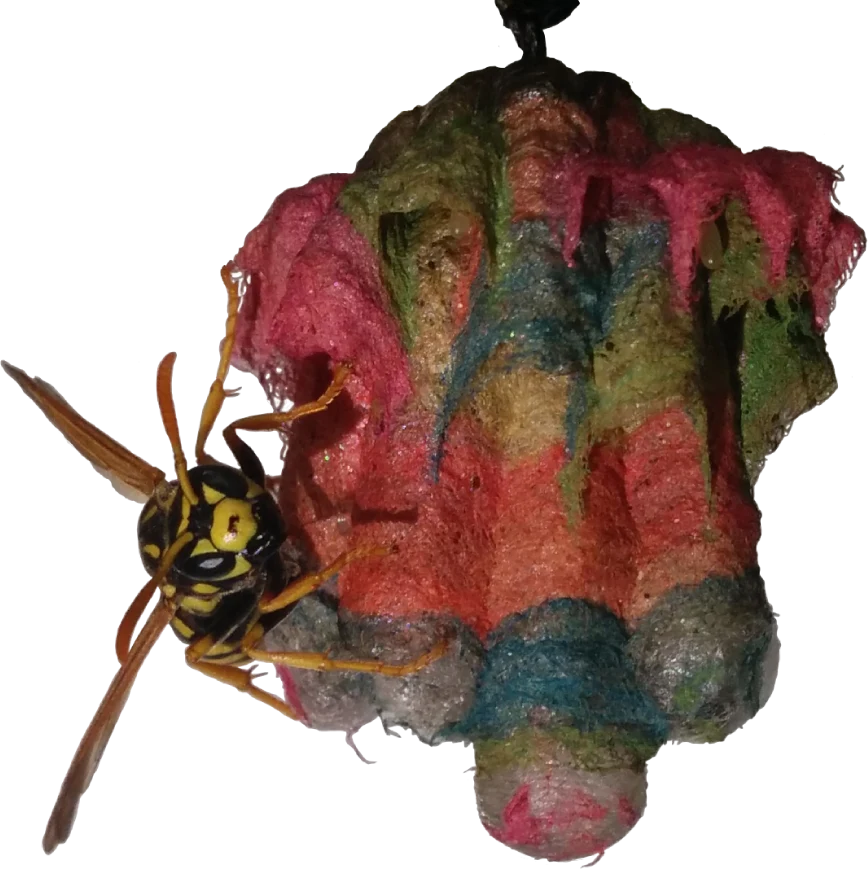 A paper wasp on a nest built in bands of pink, green, blue and orange