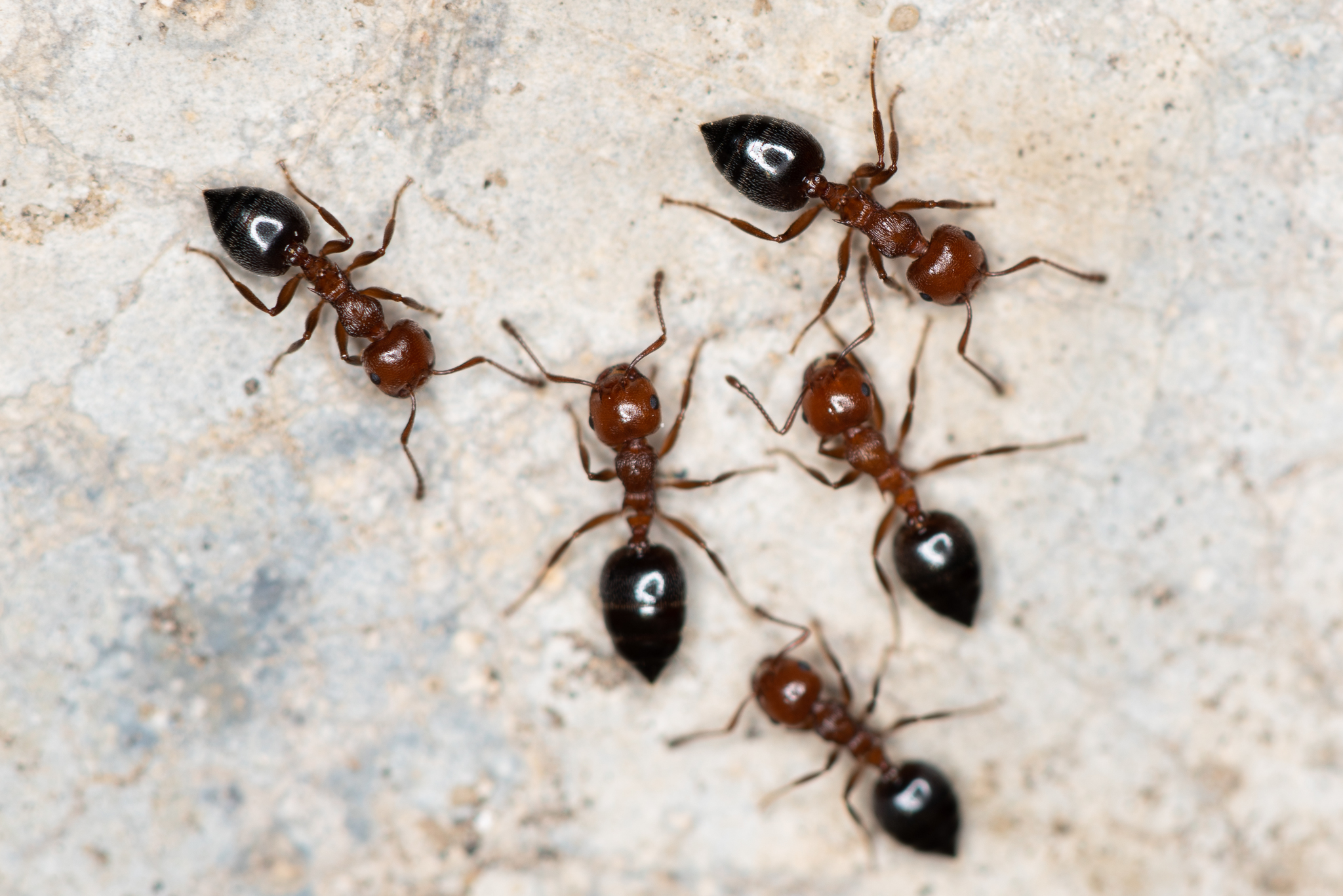 An Ant Picturebase of Asia and Europe